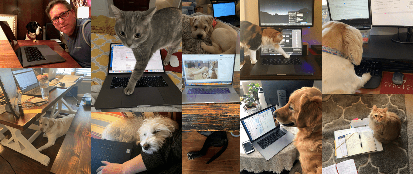collage of crawford employees working from home with their pets